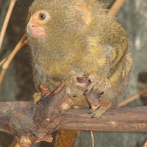 Pygmy Marmoset (Callithrix pygmaea)