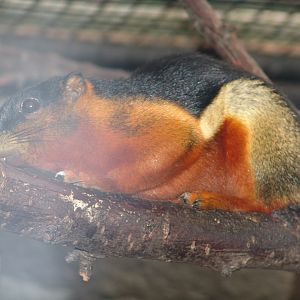 Prevost's squirrel (Callosciurus prevostii borneoensis)