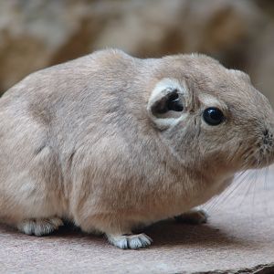 Common Gundi (Ctenodactylus gundi)