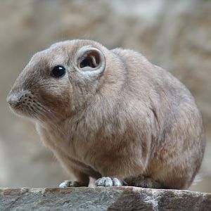 Common Gundi (Ctenodactylus gundi)
