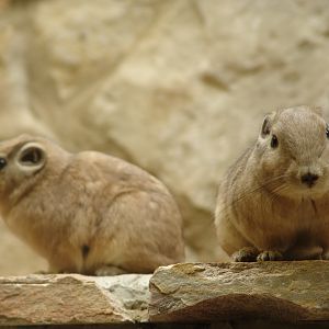 Common Gundis (Ctenodactylus gundi)