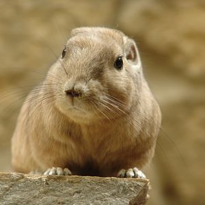 Common Gundi (Ctenodactylus gundi)