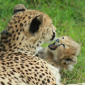 Cheetah cubs