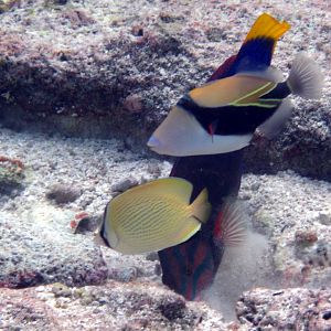 Citron Butterflyfish, Wedgetail Triggerfish & Yellowtail Coris