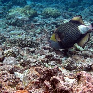 Titan Triggerfish choosing a rock to rip up