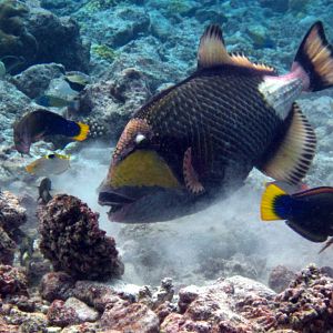 Titan Triggerfish and Yellowtail Coris