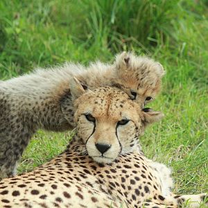Cheetah cubs