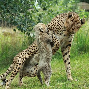 Cheetah cubs