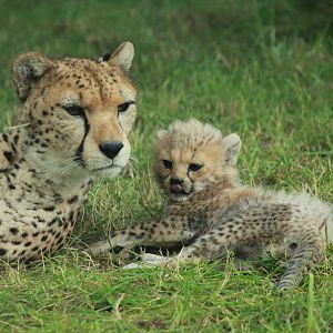 Cheetah cubs