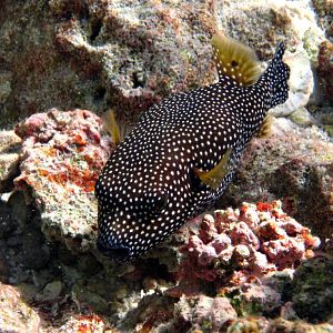 Guineafowl Pufferfish