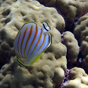 Ornate Butterflyfish