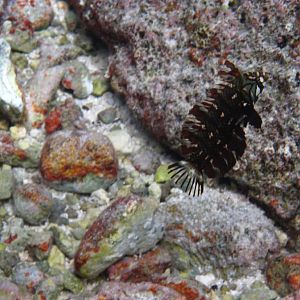 Rockmover Wrasse juvenile