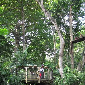 Free-ranging area for Orang Utans