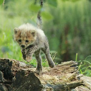 Cheetah cubs