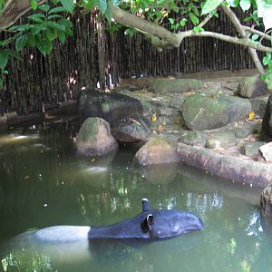Malayan Tapirs