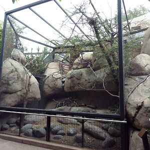 East African Kopje Aviary (6 Species)