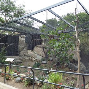Trumpeter Hornbill/Reichenow's Helmeted Guineafowl Exhibit