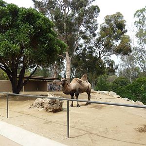 Bactrian Camel Exhibit