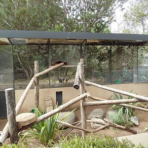 Goodfellow's Tree Kangaroo Exhibit