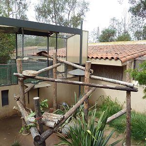 Goodfellow's Tree Kangaroo Exhibit