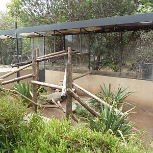 Goodfellow's Tree Kangaroo Exhibit