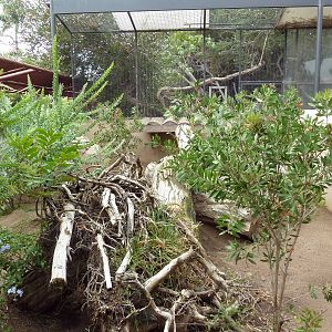 Southern Hairy-Nosed Wombat Exhibit
