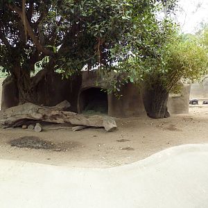 Visayan Warty Pig Exhibit
