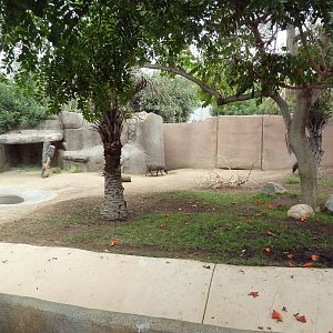 Lowland Anoa/Babirusa Exhibit