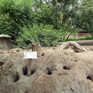 Meerkat Exhibit