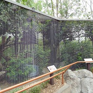 Clouded Leopard Exhibit