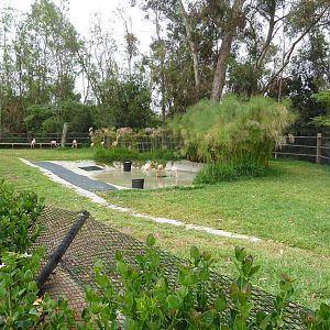 Caribbean Flamingo Exhibit