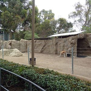 Red Kangaroo Exhibit