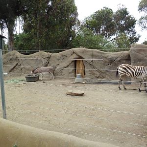 Grant's Zebra/Miniature Mediterranean Donkey Exhibit