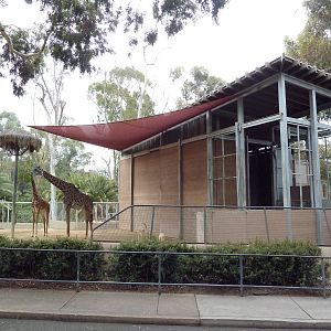 Masai Giraffe/Soemmerring's Gazelle Barn