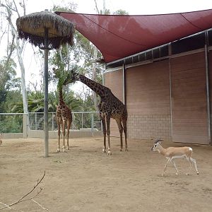 Masai Giraffe/Soemmerring's Gazelle Barn