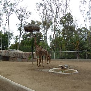 Masai Giraffe/Soemmerring's Gazelle Exhibit