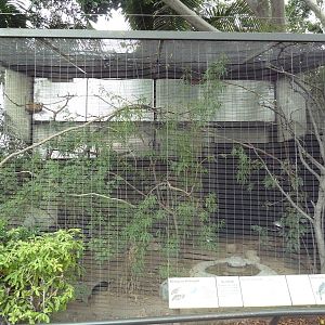 White-Bellied Go-Away-Bird/Madagascar Buttonquail Exhibit
