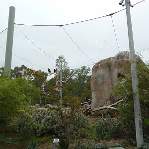 Elephant Odyssey - California Condor Exhibit