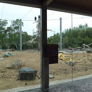Elephant Odyssey - California Condor Exhibit