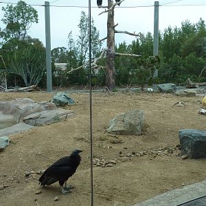 Elephant Odyssey - California Condor Exhibit