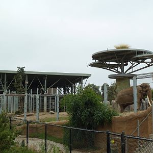 Elephant Odyssey - Asian Elephant Exhibit