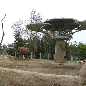 Elephant Odyssey - Asian Elephant Exhibit