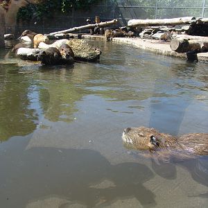 Coypu's (Myocastor coypus) Enclosure