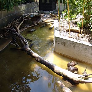 Coypu's (Myocastor coypus) Enclosure