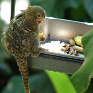 Pygmy marmoset (Cebuella pygmaea) in the renovated Monkey House