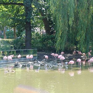 Chilean Flamingo (Phoenicopterus chilensis)