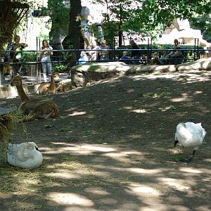 "South American Pampas"