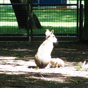 Patagonian Cavy (Dolichotis patagonum)