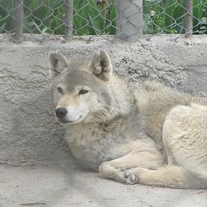 gray wolf-2