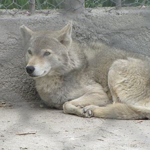 gray wolf-3